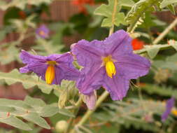 Image of Orange-thorned nightshade