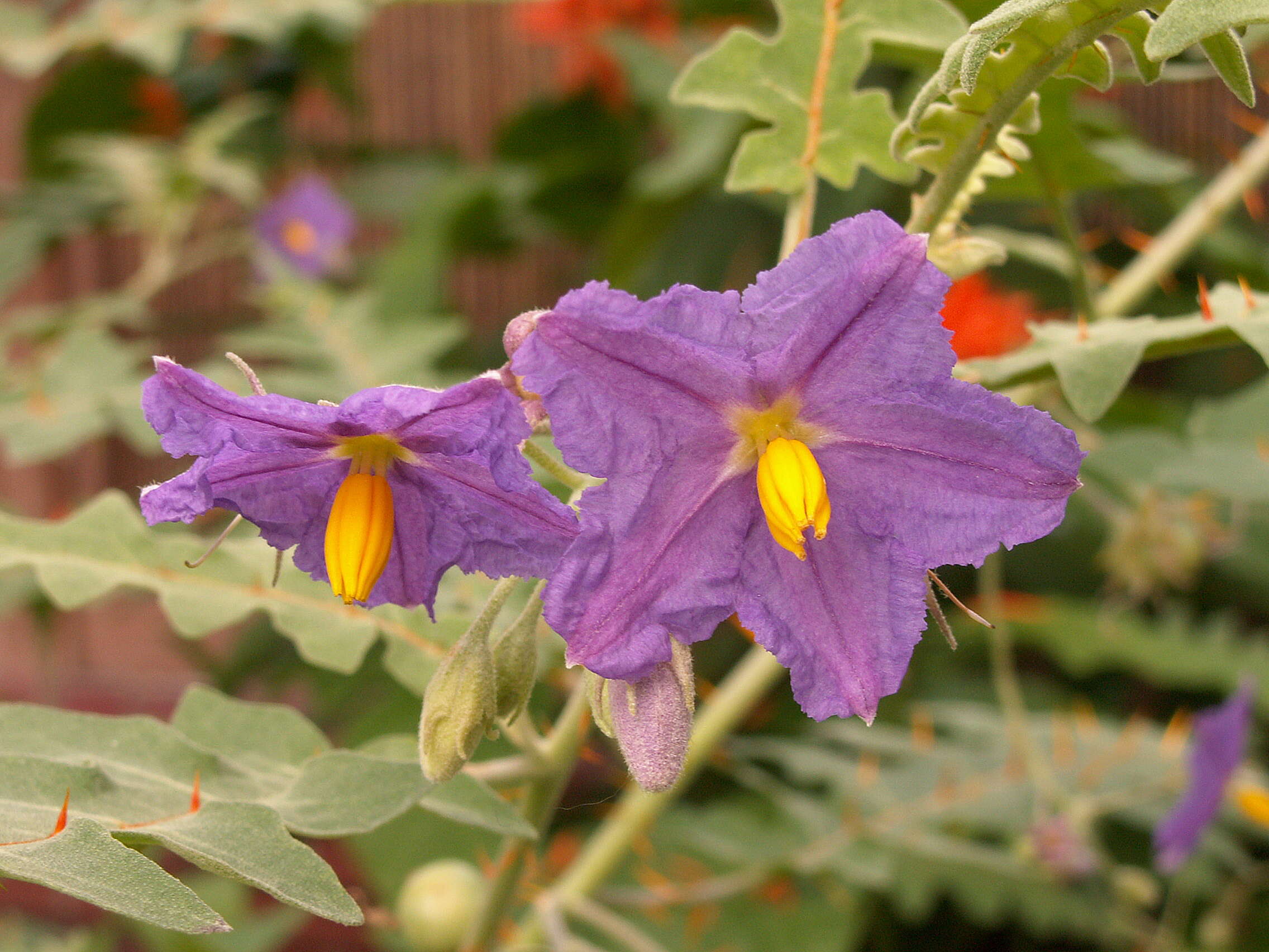 Image of Orange-thorned nightshade