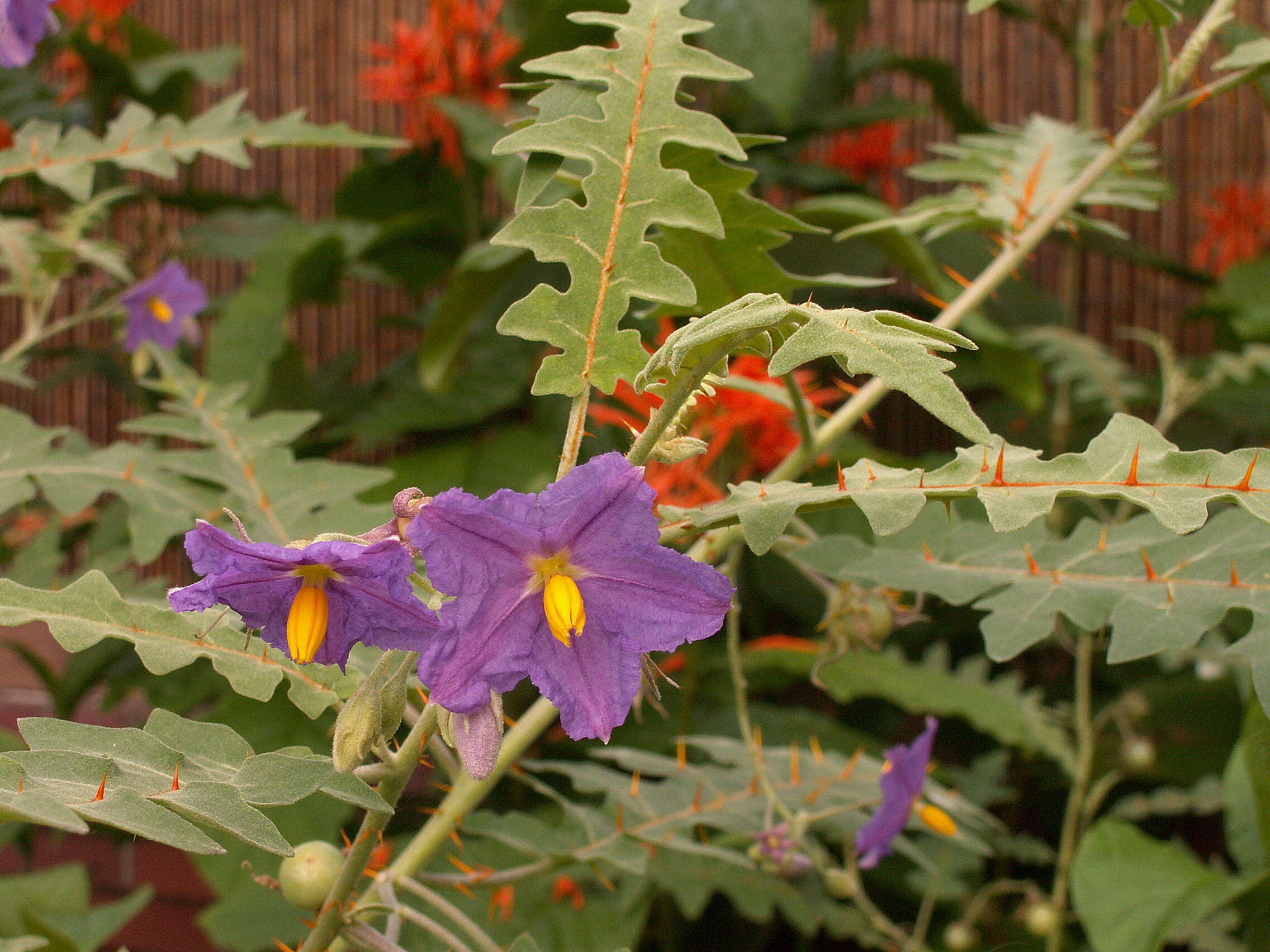 Image of Orange-thorned nightshade