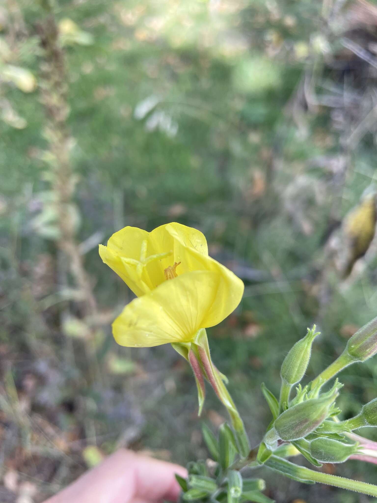 Image of Oenothera fallax Renner