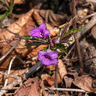 Image of Cardamine glanduligera O. Schwarz