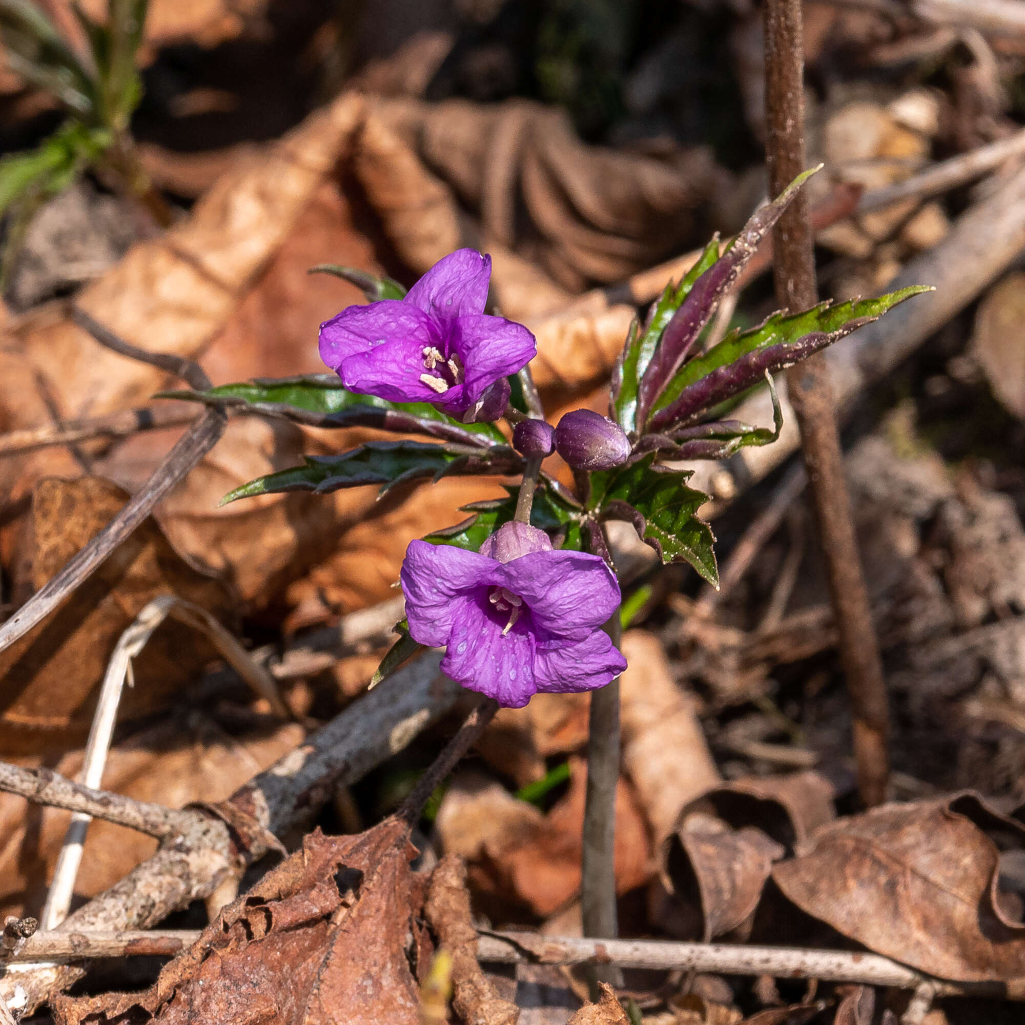 Image of Cardamine glanduligera O. Schwarz