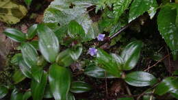 Image de Belosynapsis ciliata (Blume) R. S. Rao