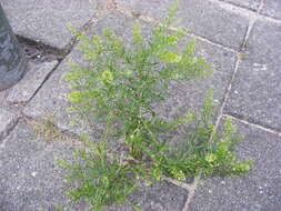 Image of narrow-leaved pepperwort