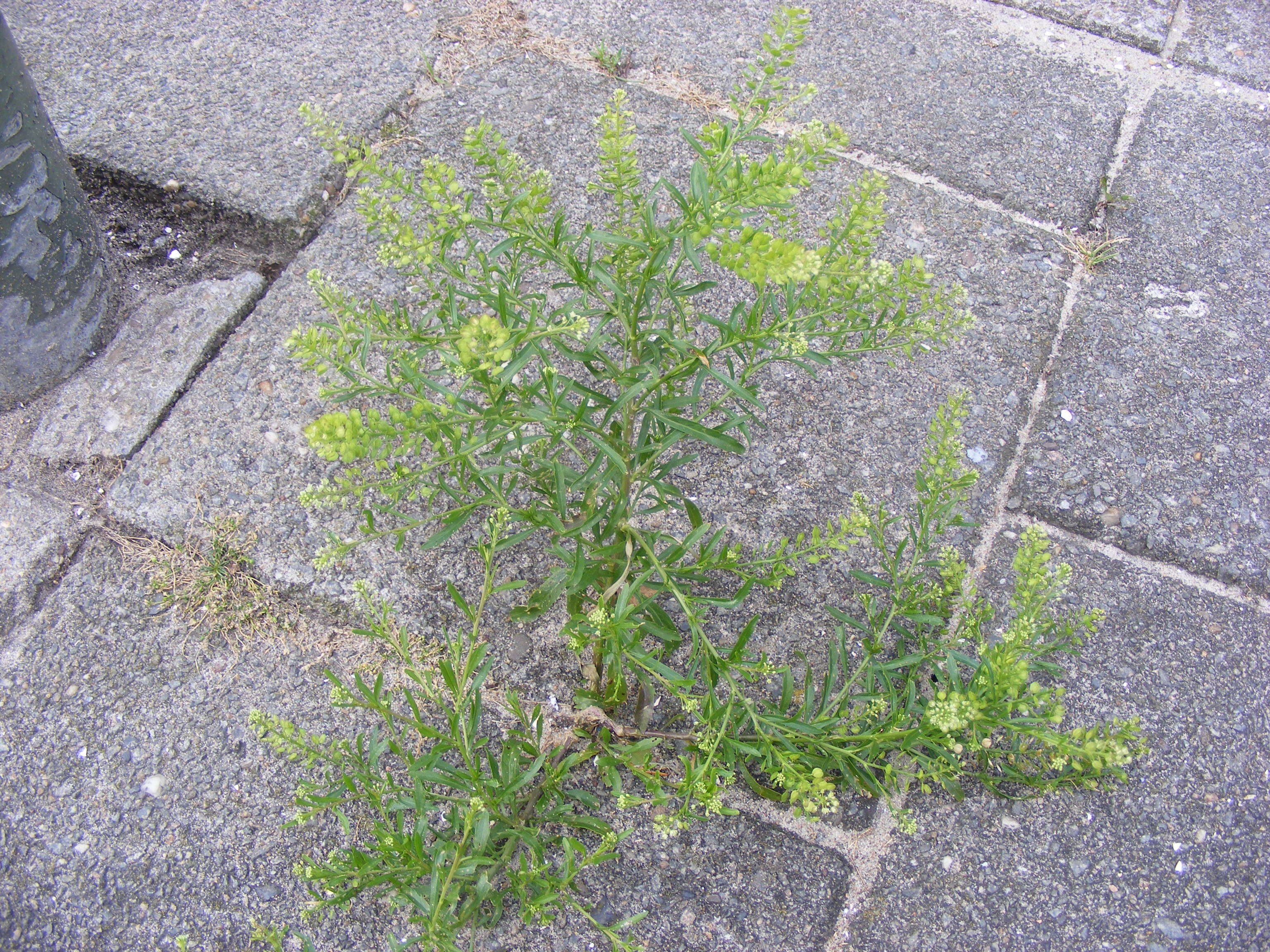 Image of narrow-leaved pepperwort