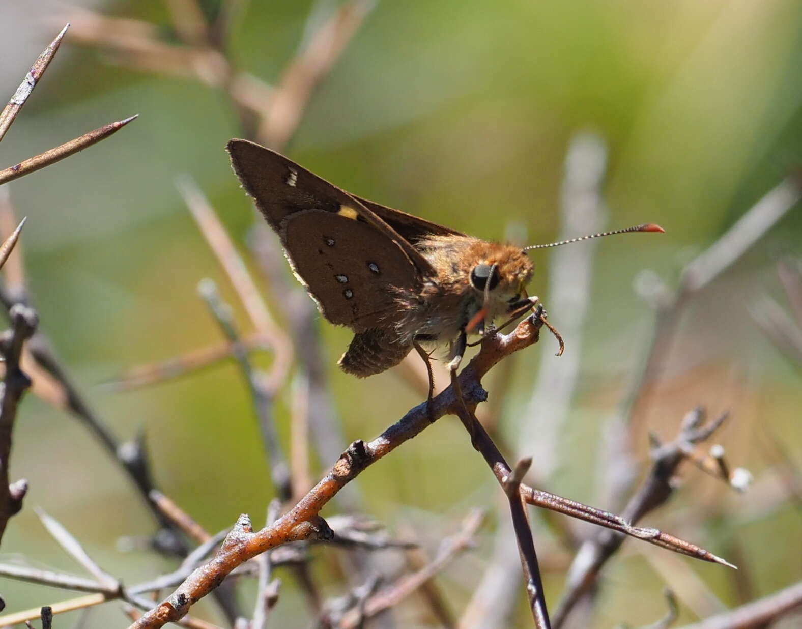 Hesperilla chrysotricha Meyrick & Lower 1902 resmi