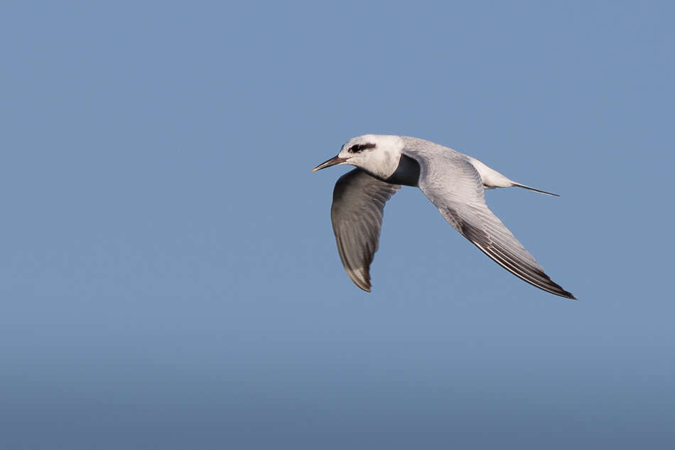 Image of Snowy-crowned Tern