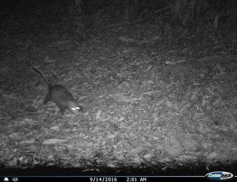 Image of Black-eared Opossum