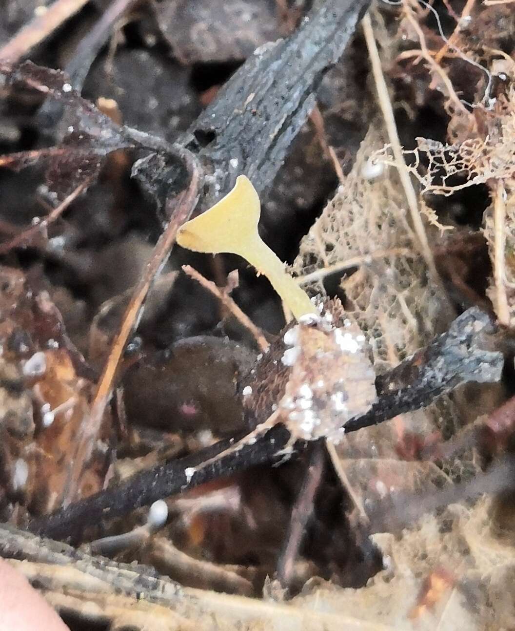 Image of Lanzia luteovirescens (Roberge ex Desm.) Dumont & Korf 1978