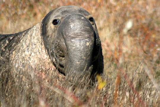 Image of Northern Elephant Seal