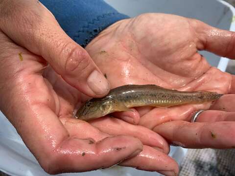 Sivun Acanthogobius kuva