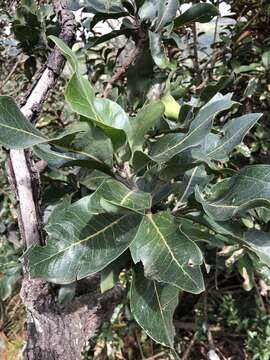 Image of Broad-leave beech