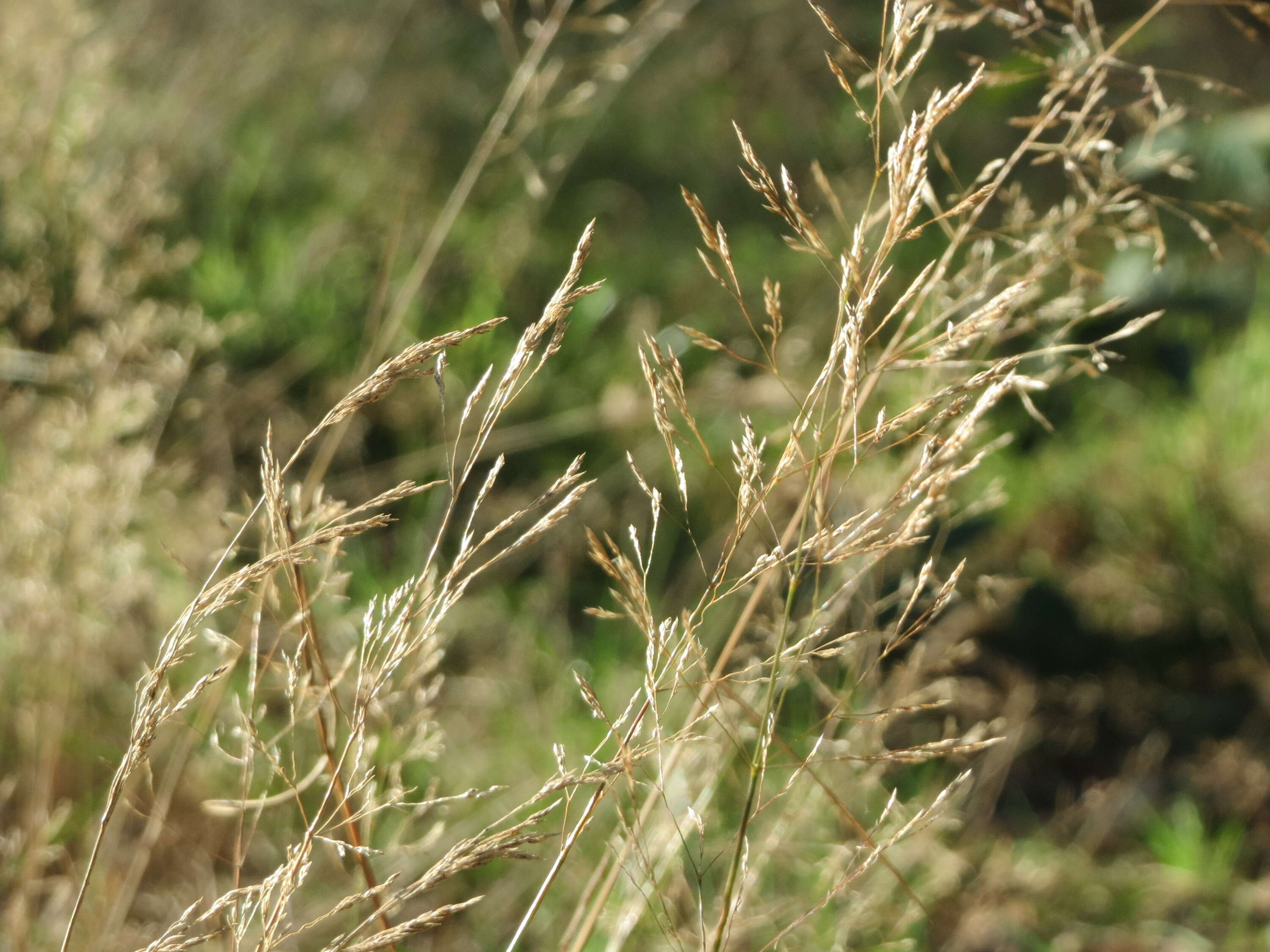 Image of Colonial bent(grass)