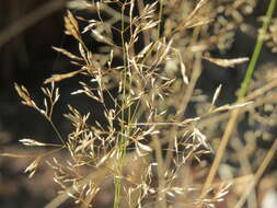 Image de Agrostis commun