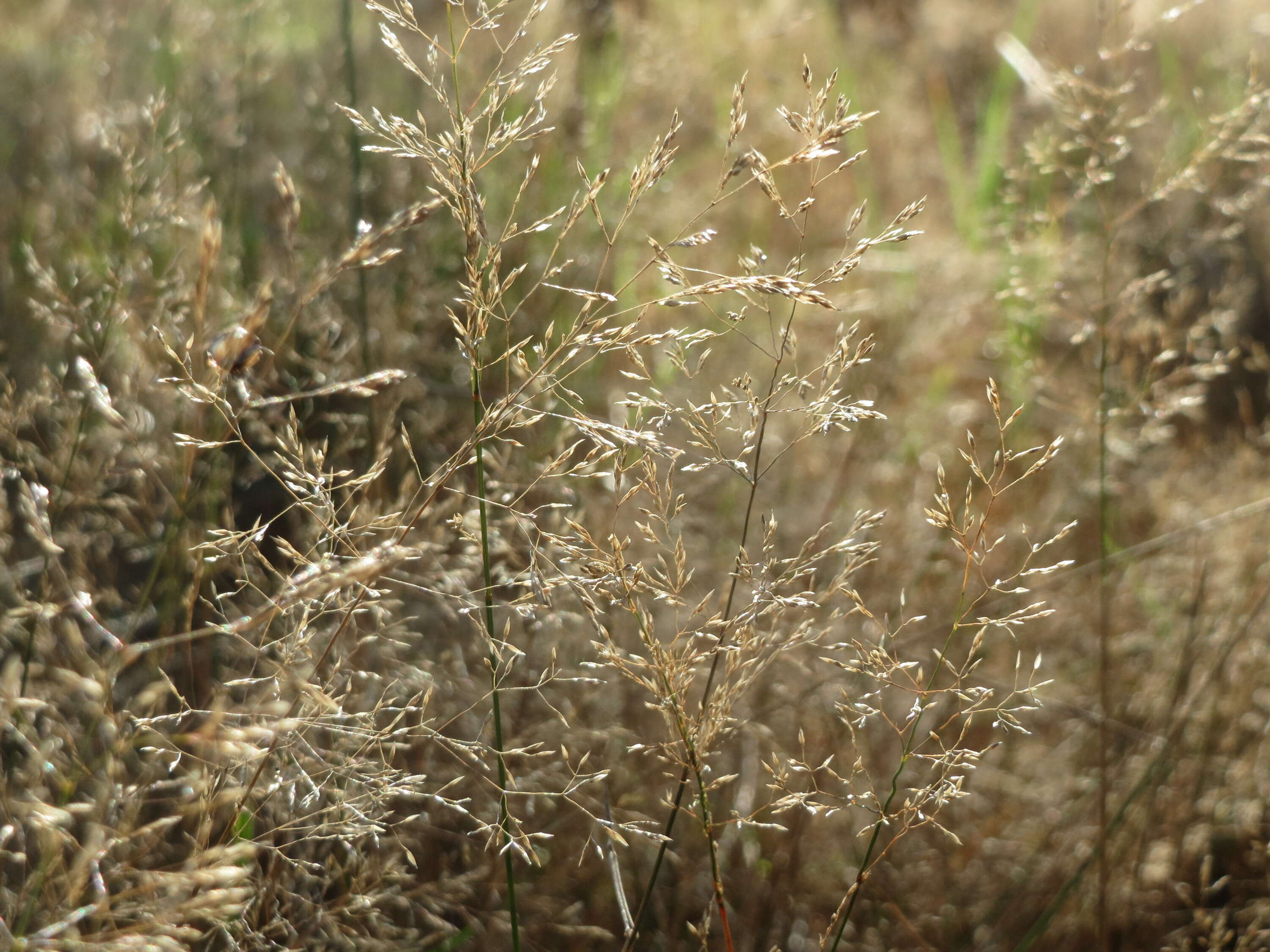 Image of Colonial bent(grass)