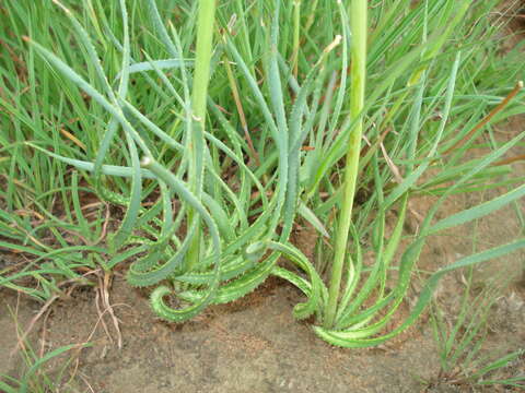 Image of Aloe jeppeae Klopper & Gideon F. Sm.