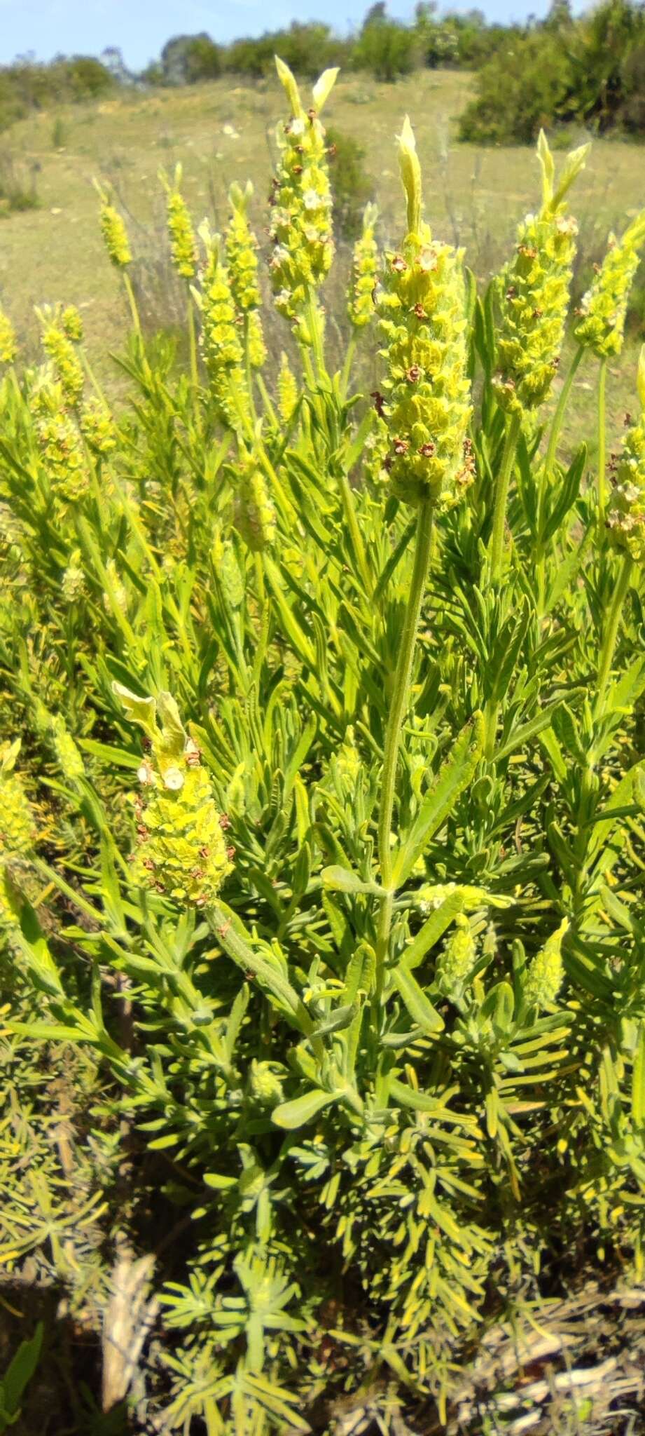 Image of Lavandula viridis L'Hér.