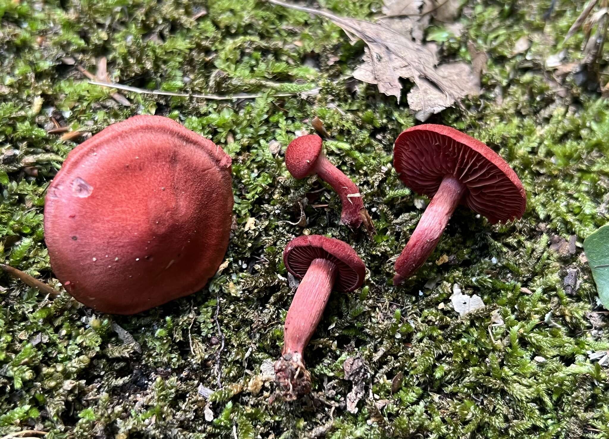 Cortinarius marylandensis (Ammirati) Ammirati, Niskanen & Liimat. 2013的圖片