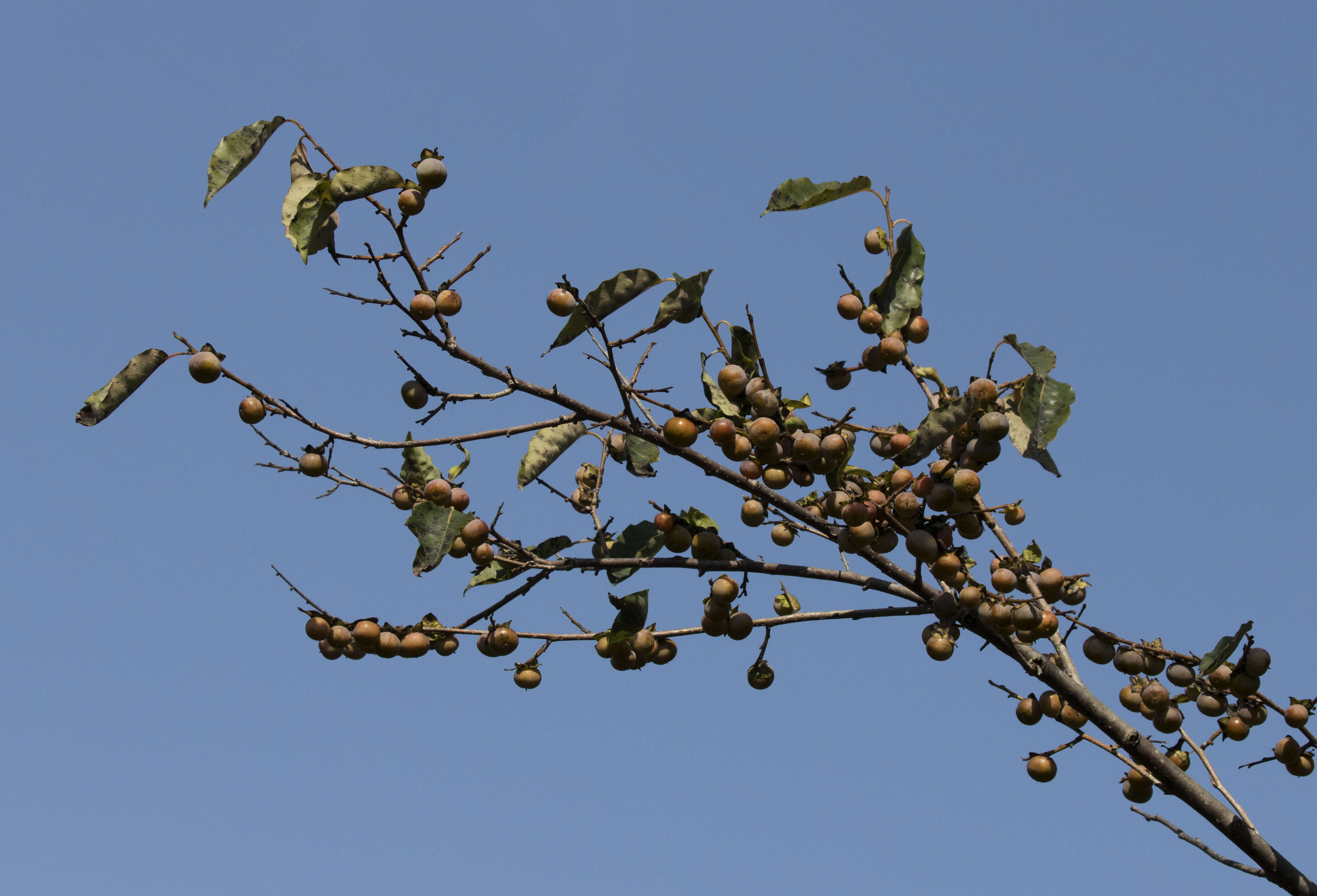 Image de Diospyros lotus L.