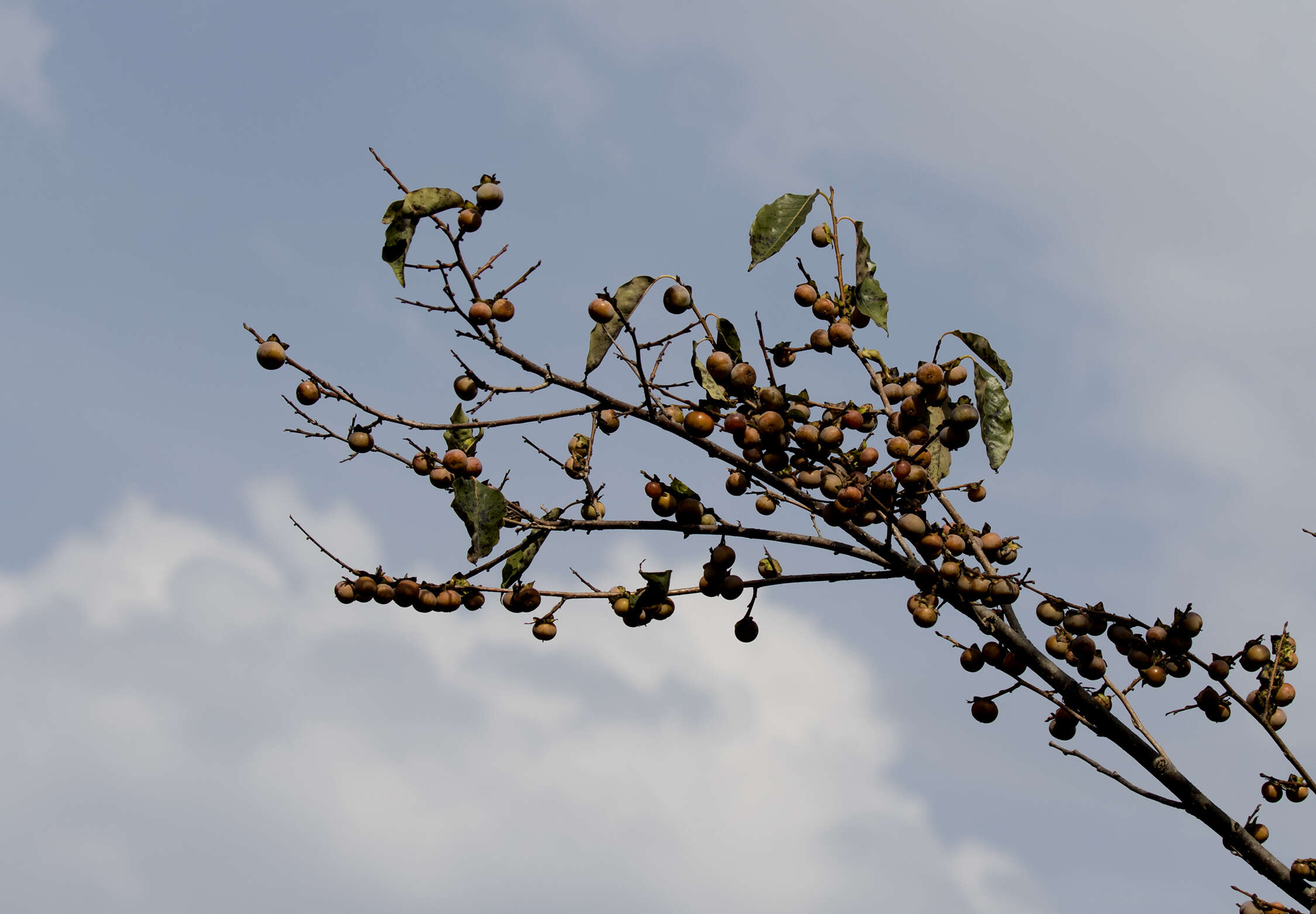 Image de Diospyros lotus L.