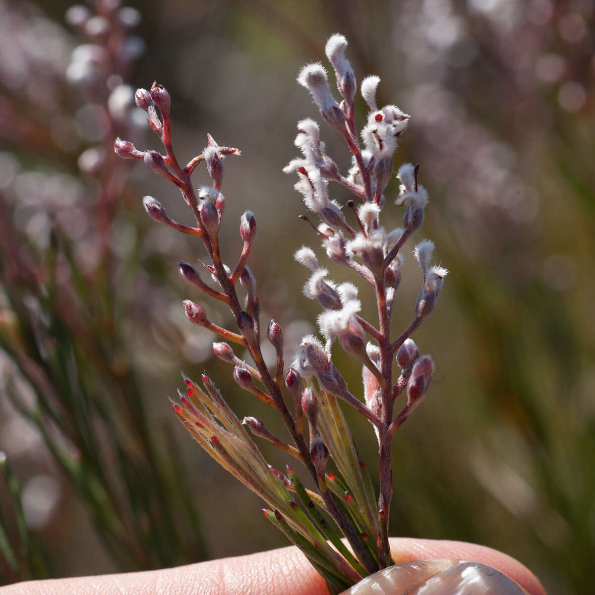 Image of Spatalla racemosa (L.) Druce