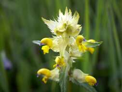 Image of Rhinanthus glacialis Personn.