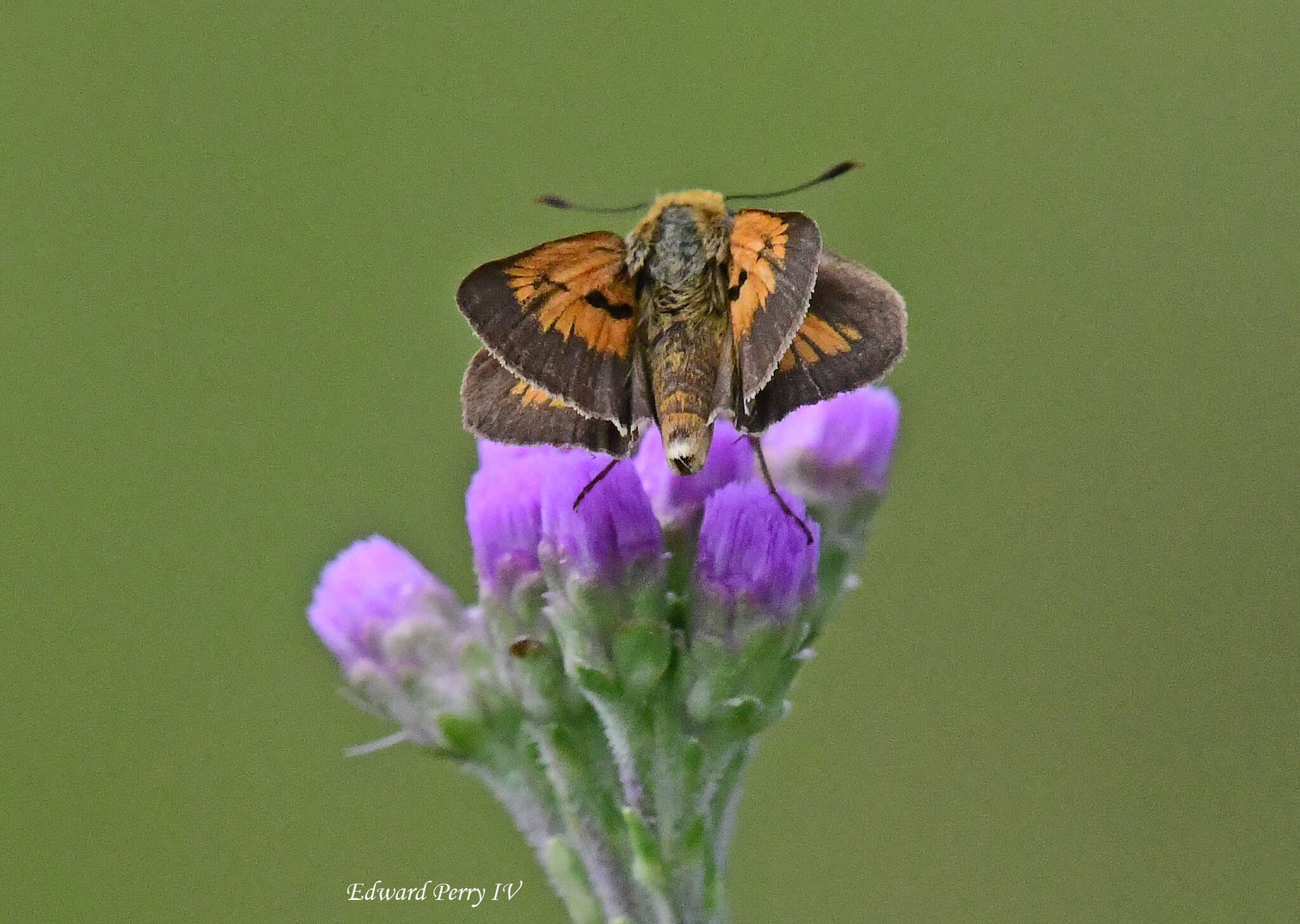 Image of Berry's Skipper