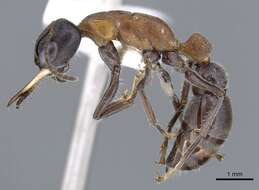 Image of Bull ants