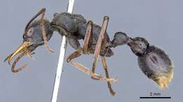 Image of Bull ants