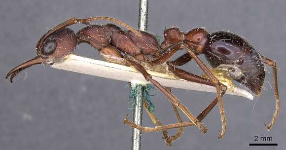 Image of Myrmecia brevinoda Forel 1910