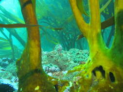 Image of Giant blenny