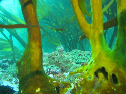 Image of Giant blenny