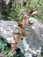 Image of Echeveria mucronata Schltdl.