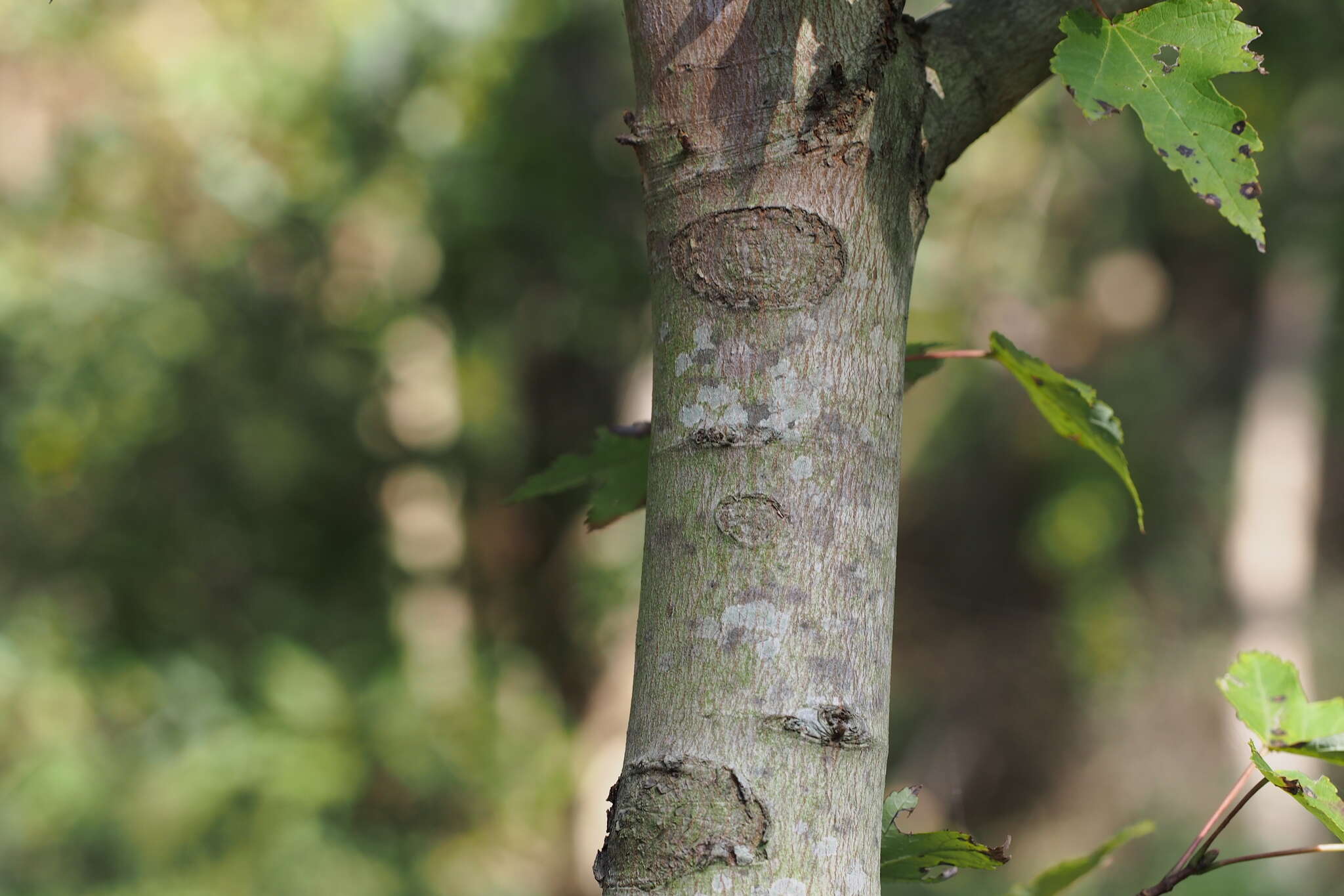 Plancia ëd Acer pycnanthum C. Koch