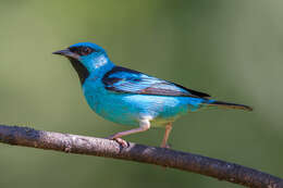 Image of Blue Dacnis