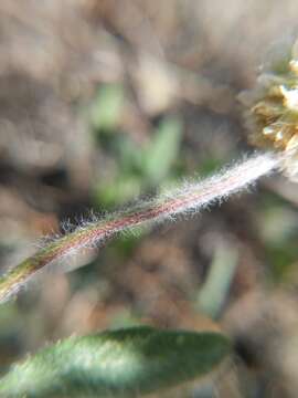 Trifolium eriocephalum Torr. & A. Gray resmi