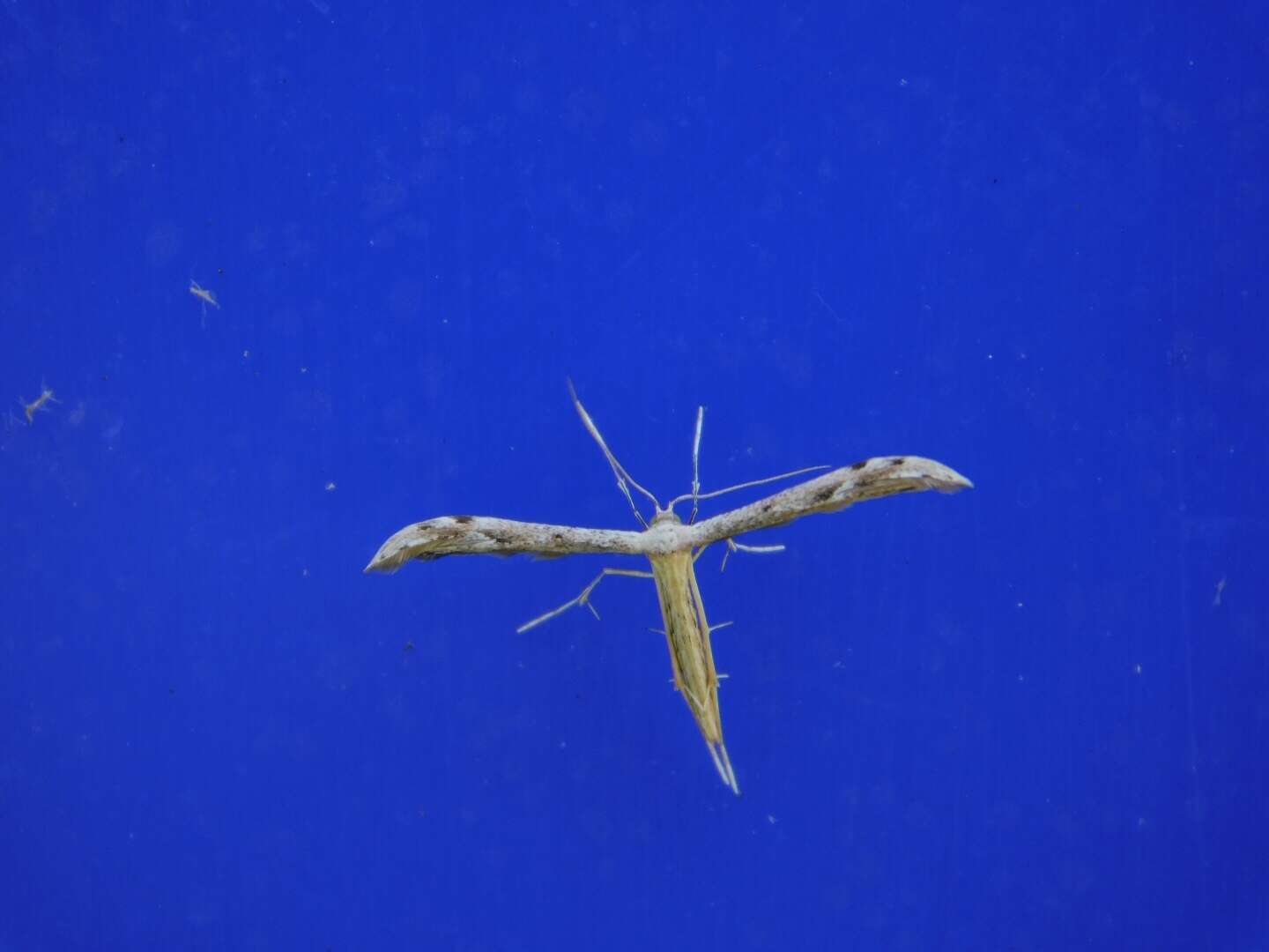 Image of Belfrage's Plume Moth