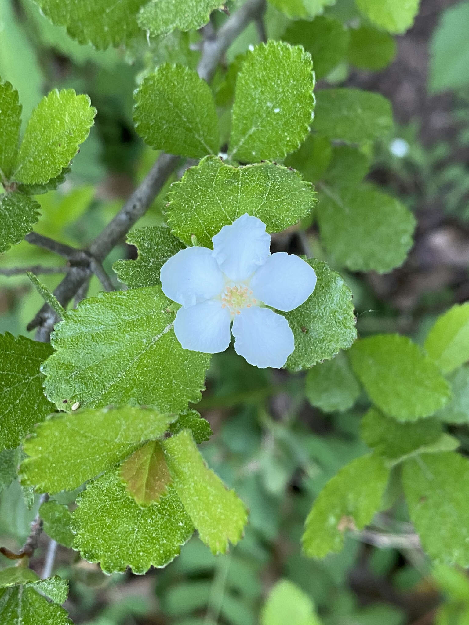 Image of dwarf hawthorn