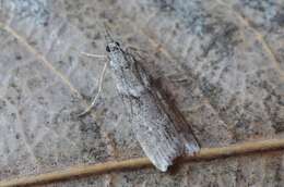 Image of Narrow-winged Grey