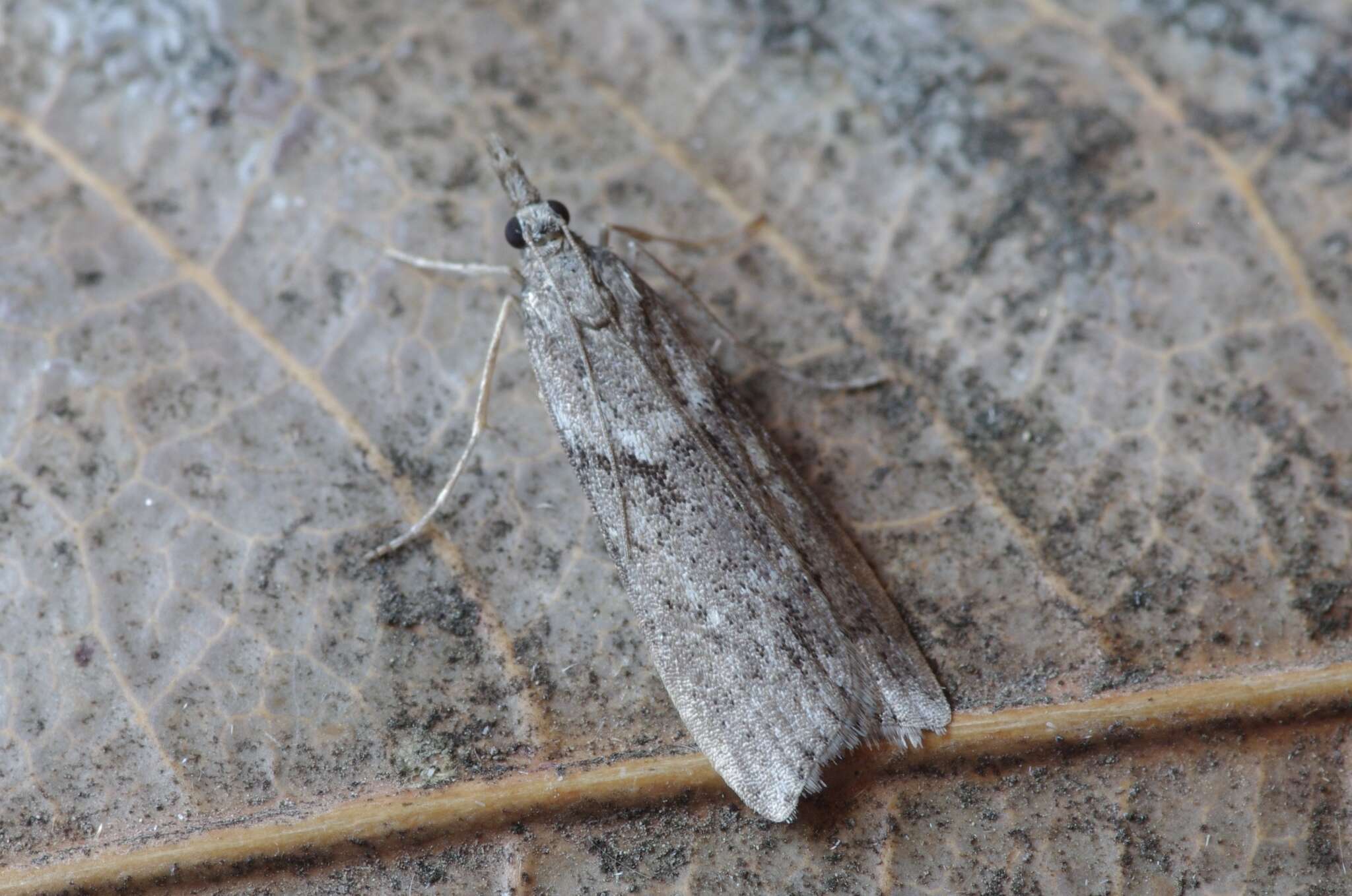 Image of Narrow-winged Grey