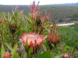 Image of Stink-leaf sugarbush