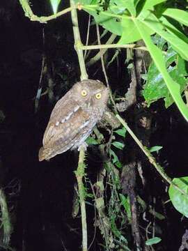 Image of Choco Screech Owl