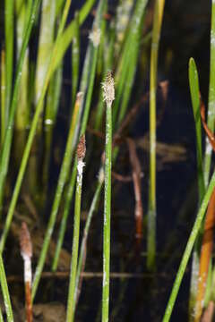 Image of Eleocharis ussuriensis Zinserl.