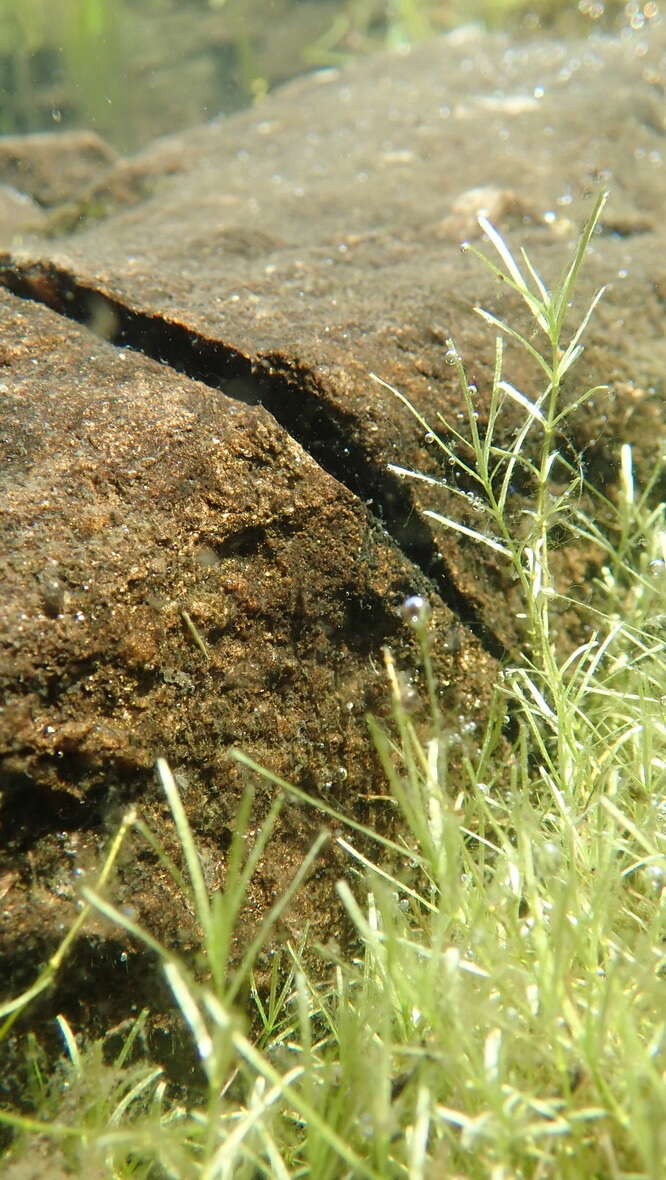 Image of narrowleaf water-starwort