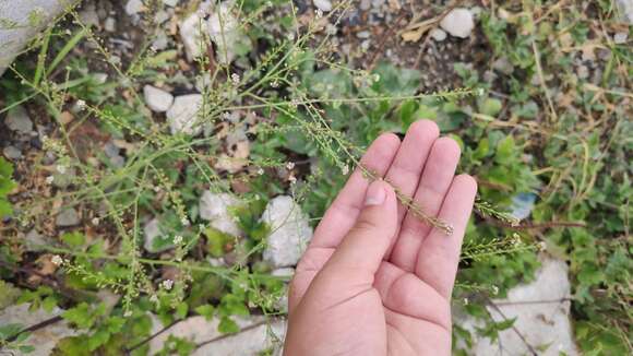 Image of grassleaf pepperweed