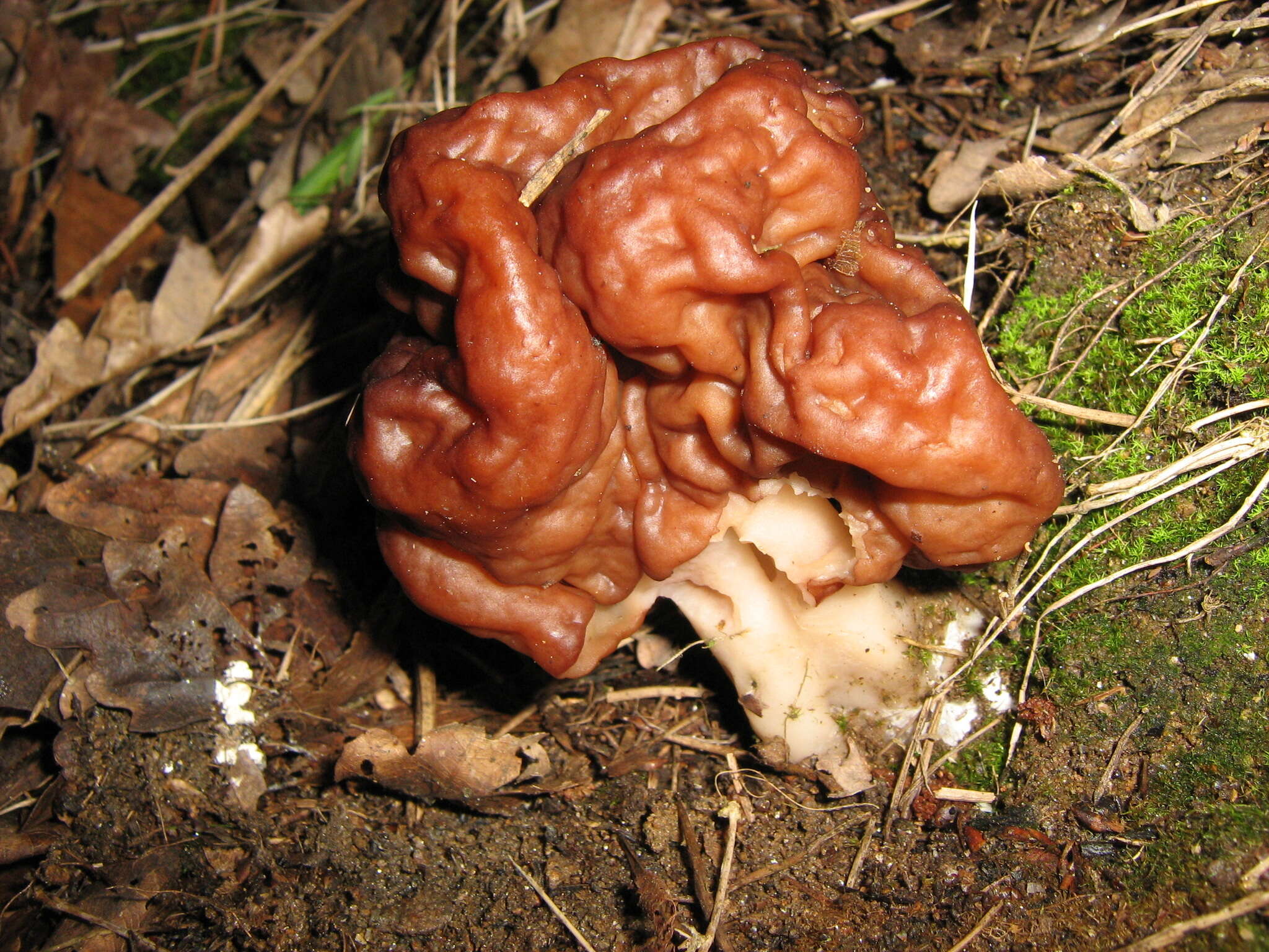 Imagem de Gyromitra esculenta (Pers.) Fr. 1849