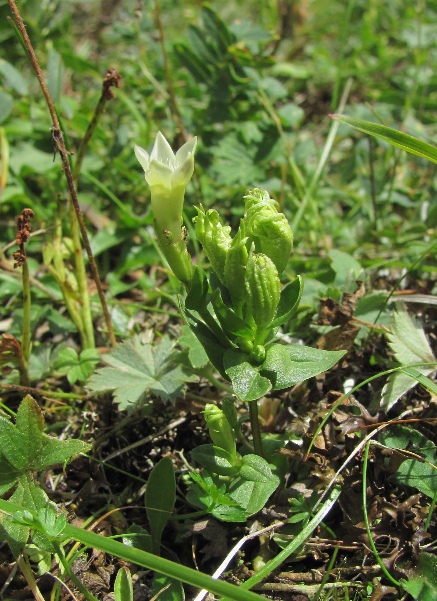 Image de Gentianella caucasea (Loddiges ex Sims) J. Holub