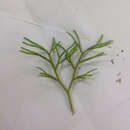 Image of hairtip clubmoss