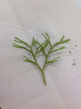 Image of hairtip clubmoss