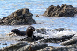 Image of Antipodean Fur Seal